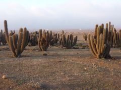 Echinopsis chiloensis ssp. skottsbergii 1.jpg