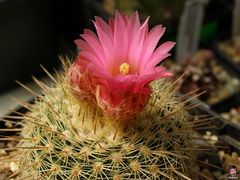 Parodia mueller-melchersii ssp. gutierrezii 1 (1).jpg