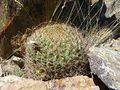 Echinopsis formosa ssp. kieslingii 3.JPG