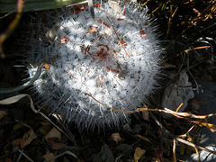 Mammillaria geminispina ssp. leucocentra b.jpg