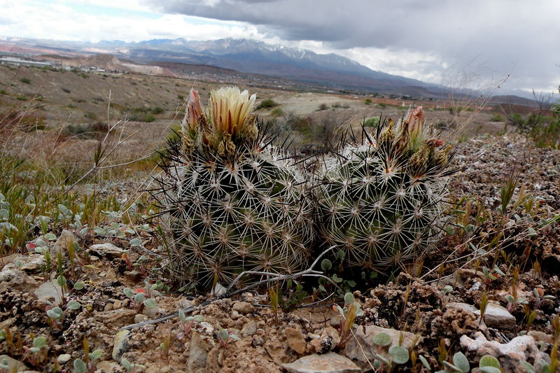 Файл:Pediocactus sileri 02.jpg