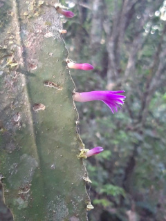 Pseudorhipsalis amazonica ssp. panamensis 02.jpg