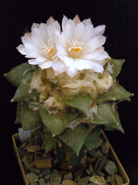 Файл:Ariocarpus retusus var. furfuraceus 3.JPG