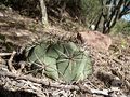 Gymnocalycium pflanzii ssp. argentinense 4.JPG