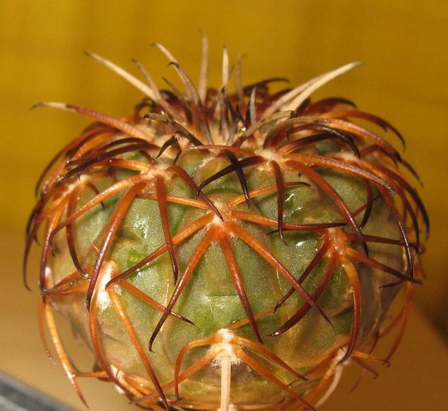Файл:Gymnocalycium spegazzinii ssp. spegazzinii 3.jpg
