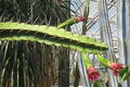 Calymmanthium substerile 1.jpg