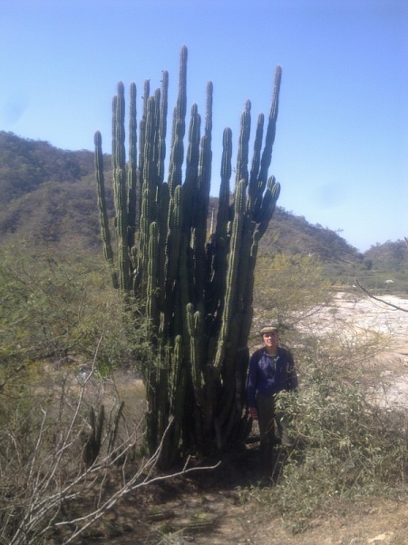 Файл:Castellanosia caineana 0076.jpg
