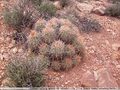 Echinocactus polycephalus ssp. xeranthemoides.jpeg