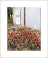 Echinocereus coccineus ssp. coccineus 02.jpg