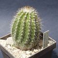 Echinocereus stoloniferus ssp. stoloniferus 1077.jpg