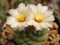 Strombocactus disciformis ssp. disciformis.jpg