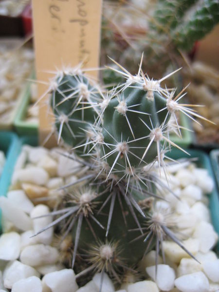 Файл:Corynopuntia moelleri.jpg