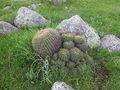Echinopsis formosa ssp. bruchii habitat 2.JPG