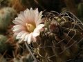 Eriosyce paucicostata ssp. paucicostata 23.jpg