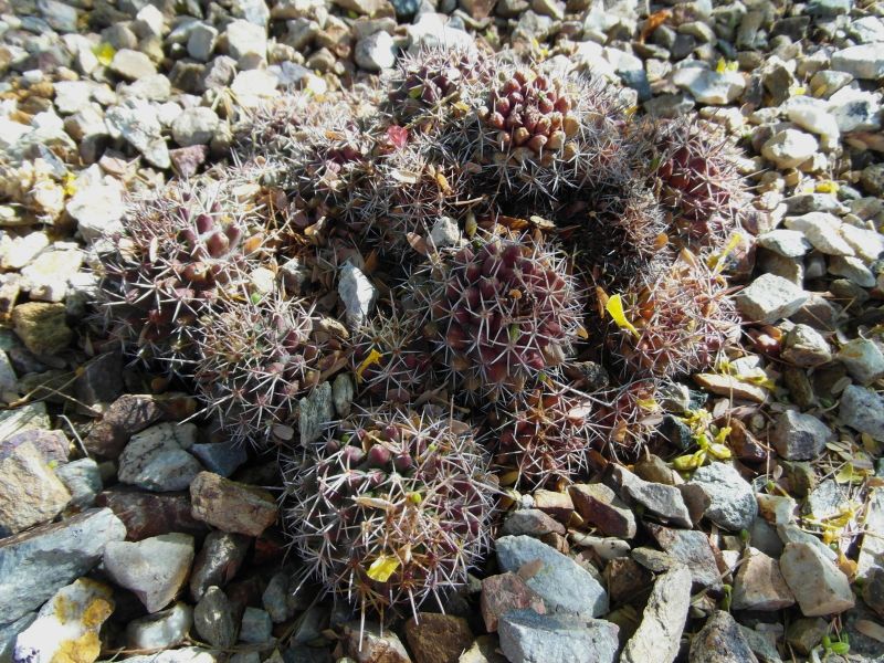 Файл:Mammillaria karwinskiana ssp. collinsii 35.JPG