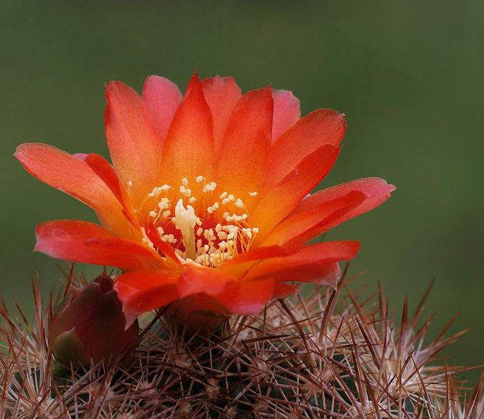 Файл:Rebutia mentosa ssp. purpurea HS164 h.jpg