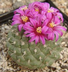 Strombocactus disciformis ssp. esperanzae.jpg