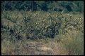 Cylindropuntia californica var. parkeri 90.jpeg