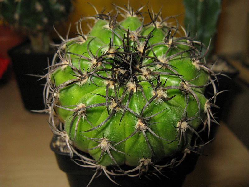 Файл:Discocactus placentiformis RNK 82-1 - zmei4o.jpg