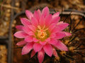 Eriosyce senilis ssp. coimasensis 2.jpg
