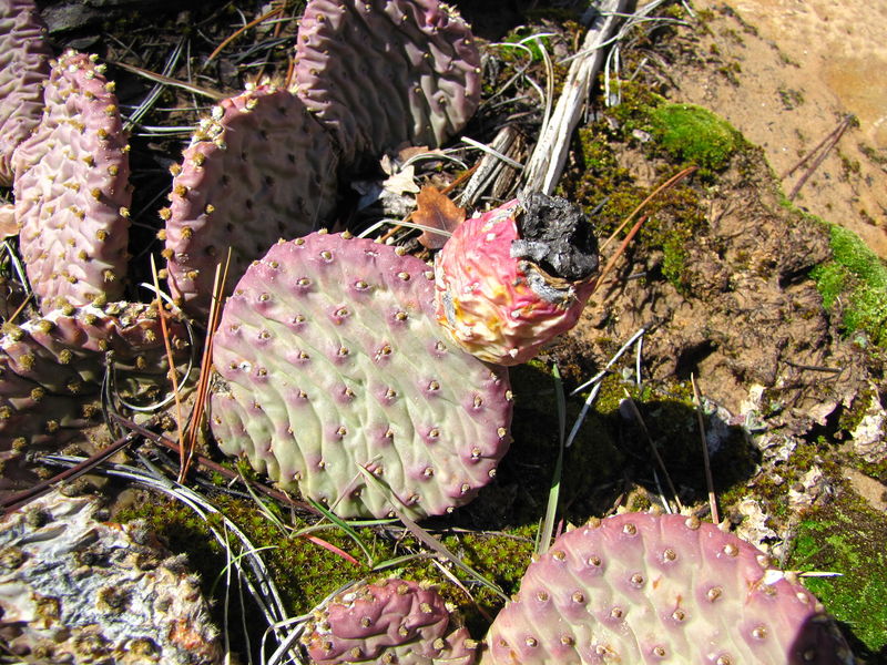 Файл:Opuntia aurea 1.jpg