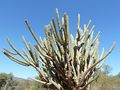 Stetsonia coryne 9.JPG