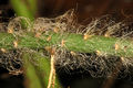 Weberocereus trichophorus 2.jpg
