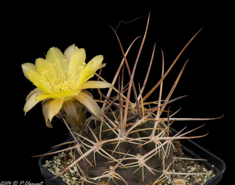 Файл:Echinopsis pugionacantha var. versicolor JK 342.jpg
