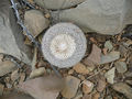 Mammillaria formosa ssp. chionocephala 2.jpg