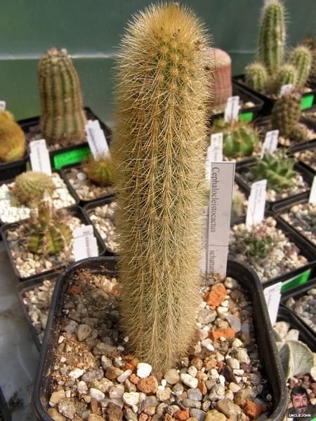 Файл:Cleistocactus varispinus.jpg
