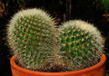 Mammillaria nunezii ssp. bella 3.jpg
