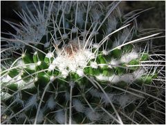 Mammillaria karwinskiana ssp nepajensis 60.jpg