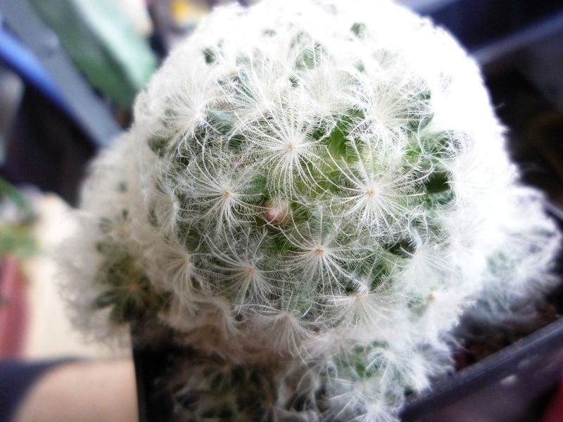 Файл:Mammillaria plumosa 2.jpg