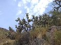 Austrocylindropuntia subulata ssp. exaltata 1.JPG
