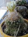 Discocactus zehntneri ssp. boomianus 2.JPG