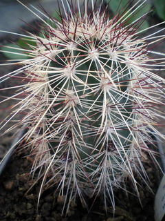 Echinocereus viridiflorus ssp. chloranthus.jpg