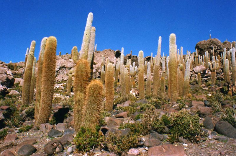 Файл:Echinopsis atacamensis ssp. pasacana 02.jpg
