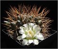 Gymnocalycium schickendantzii 0.jpg