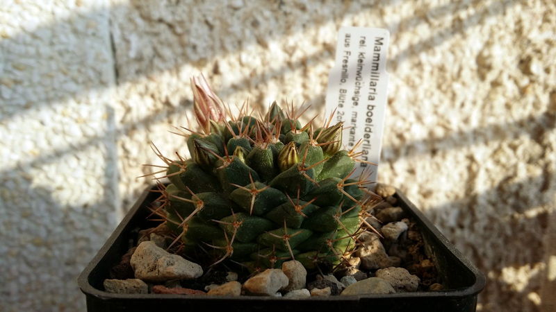 Файл:Mammillaria boelderliana.jpg