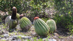 Melocactus intortus ssp. intortus h.jpg