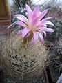 Eriosyce senilis ssp. senilis 3.jpg