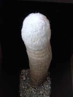 Espostoa melanostele ssp. nana.JPG