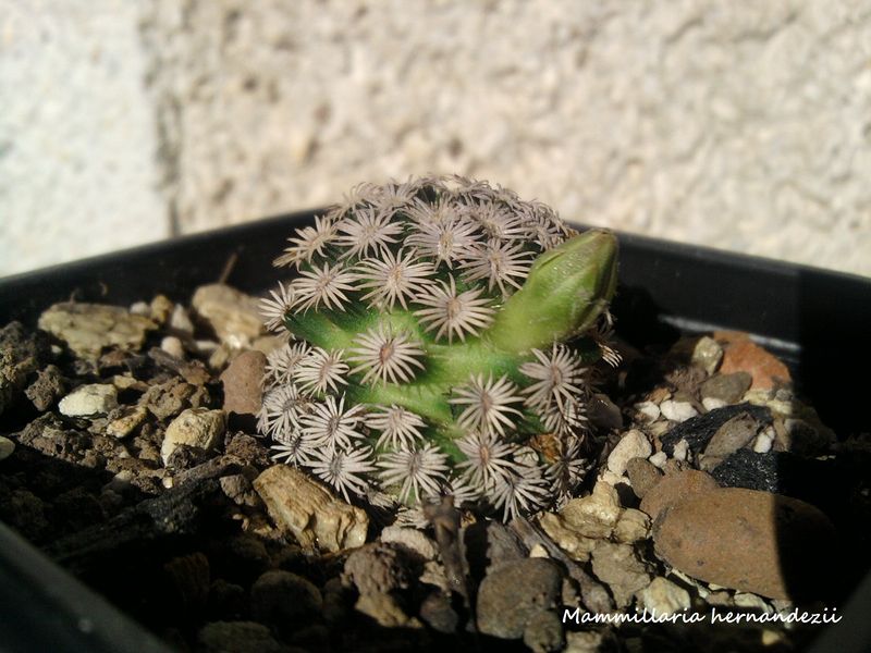 Файл:Mammillaria hernandezii 2.jpg