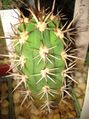 Eulychnia castanea.jpg