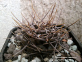 Gymnocalycium gibbosum ssp. gibbosum 25.jpg