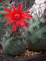 Matucana paucicostata var. senilis 033.jpg