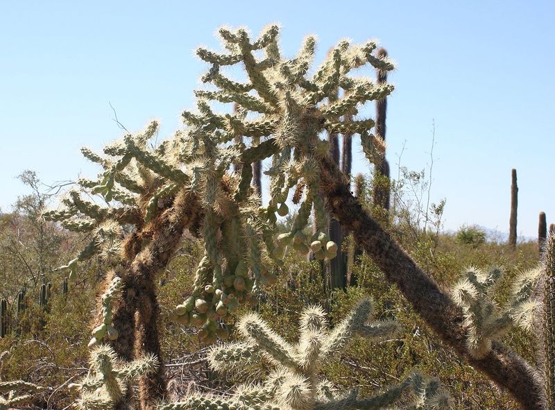 Файл:Opuntia fulgida 1 - Desert Botanical Garden.jpg