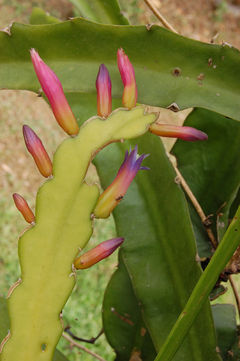 Pseudorhipsalis amazonica (K. Schum.) Ralf Bauer 2BH.jpg