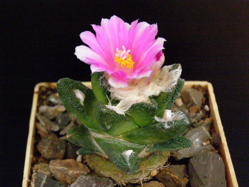 Файл:Ariocarpus bravoanus ssp. bravoanus 2.JPG