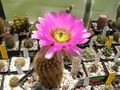 Echinocereus reichenbachii ssp. baileyi 4.jpg